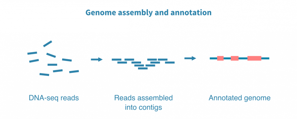 Genome assembly from sequencing reads – Genevia Technologies