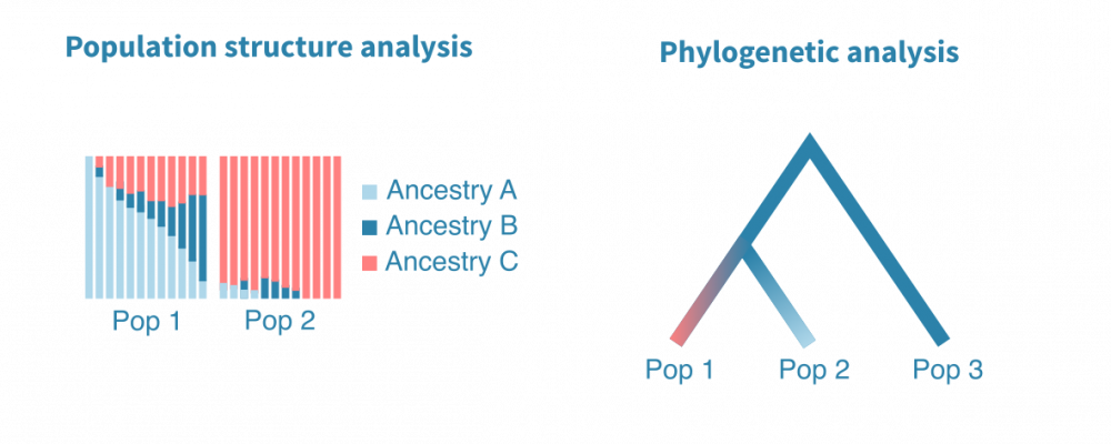 Population genetics analysis – Genevia Technologies