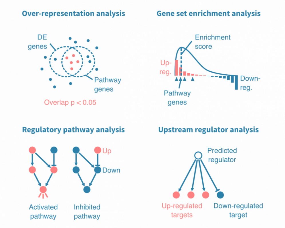 Pathway and gene set enrichment analysis from RNA-seq data – Genevia Technologies
