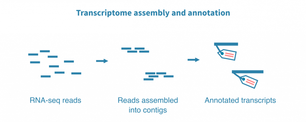 De novo transcriptome assembly from RNA-seq data – Genevia Technologies