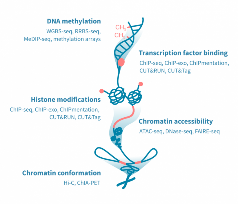 Epigenomic assays supported for data analysis – Genevia Technologies