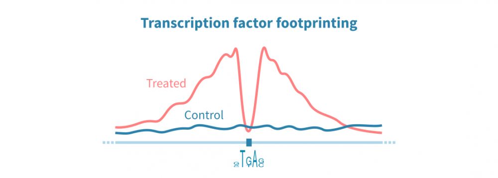 Transcription factor footprinting from ATAC-seq data – Genevia Technologies
