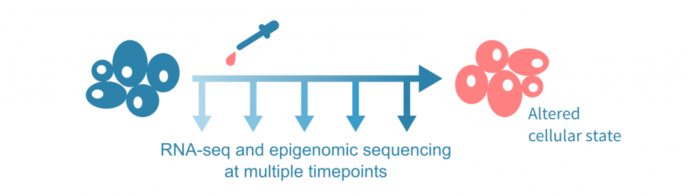 Multi-omics NGS experiments combining RNA-Seq and ChIP-Seq data.