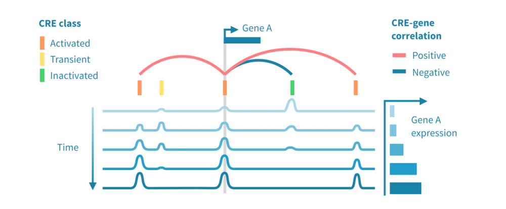 Example of integrated RNA-Seq and ChIP-Seq analysis.