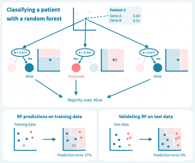 Random forest classification illustrating ensemble prediction in cancer machine learning.