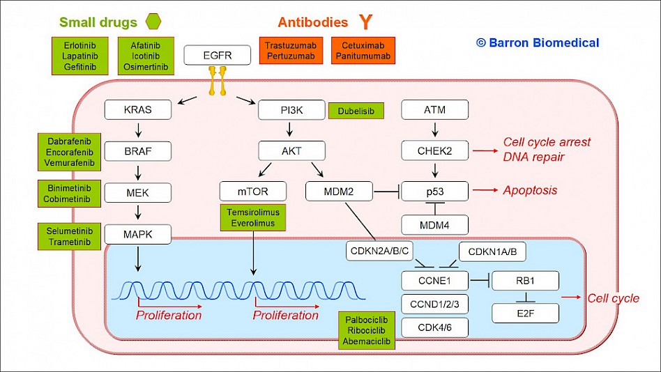 Transcriptome data analysis for identifying candidate molecular targets for cancer treatment.
