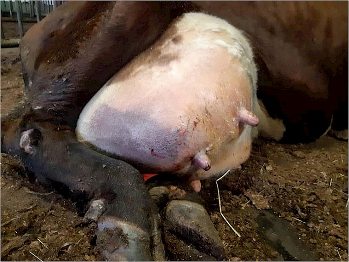 Bacterial WGS analysis investigating pathogen genomic variation and the pathogenesis of bovine mastitis.