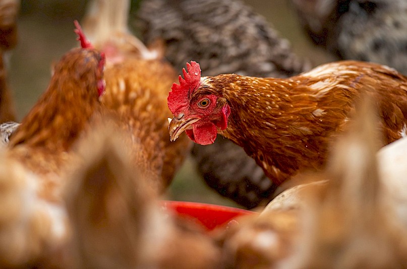 Molecular analysis investigating biological effects of a livestock feed additive using omics data.