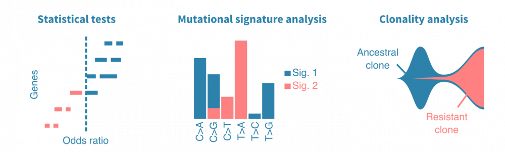 Common cancer mutation analyses linking genomic alterations to clinical variables, survival and mutational signatures.