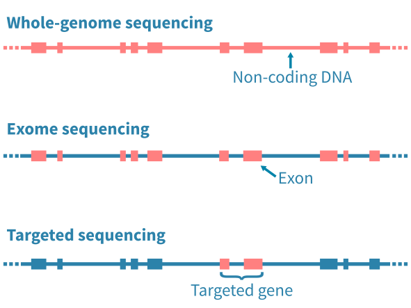Whole-genome, whole-exome and targeted sequencing approaches used in cancer mutation analysis.