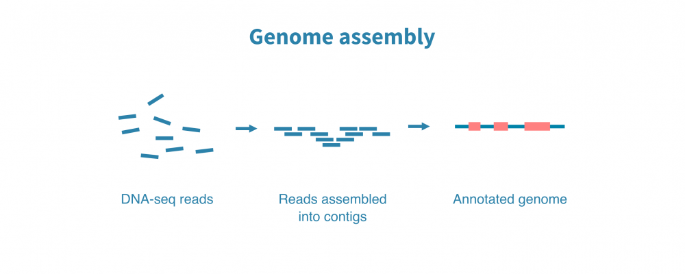 Genome assembly from sequencing reads – Genevia Technologies