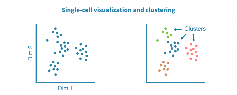 Exploratory analysis and clustering of single-cell RNA-seq data – Genevia Technologies