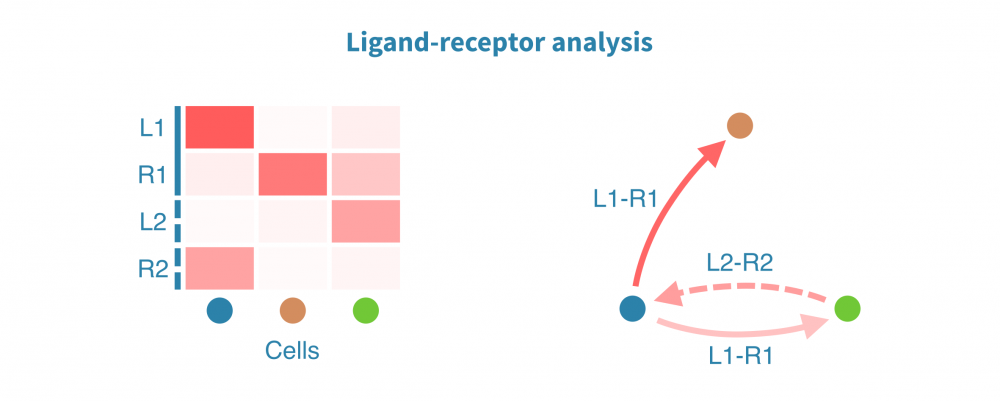 Ligand-receptor interaction analysis from single-cell RNA-seq data – Genevia Technologies