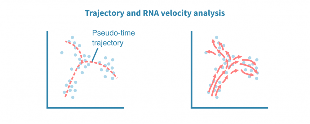 Cell trajectory analysis from single-cell RNA-seq data – Genevia Technologies