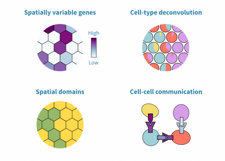 Spatial transcriptomics data analysis – Genevia Technologies