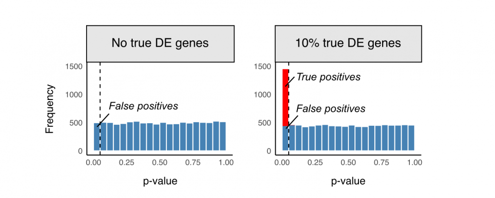 Unadjusted p-value distributions showing false positives before multiple-testing correction.
