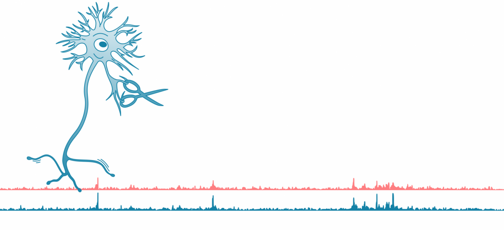 CUT&RUN data analysis investigating transcription factor binding and gene regulation during neuronal development.