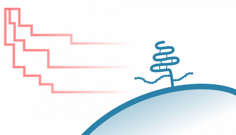 Glypican cancer bioinformatics analysis using public genomic data to investigate glypicans as cancer biomarkers and therapeutic targets.