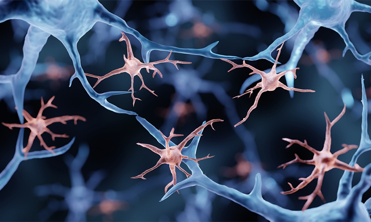 Viral infection transcriptomics exploring endothelial cell diversity and microglial responses to infection.