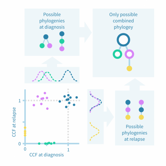 Clonal phylogeny illustrating tumor evolution in cancer.