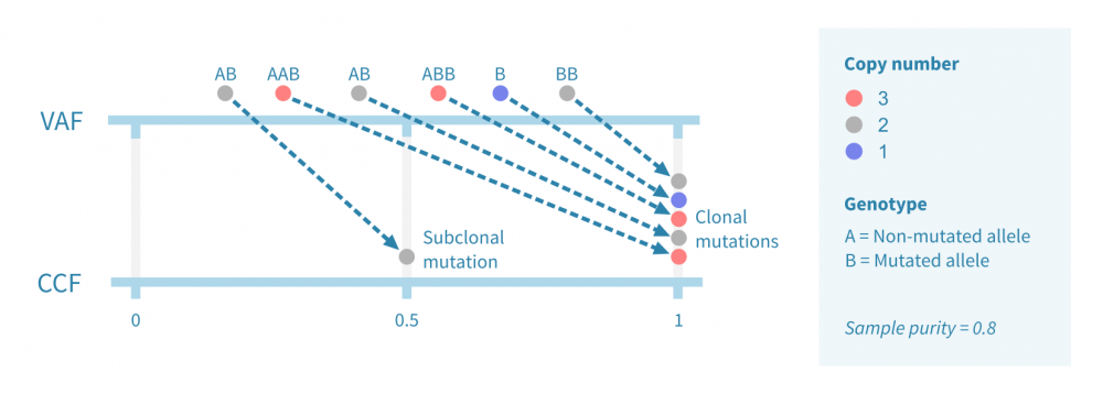 Conversion from variant allele frequency to cancer cell fraction in tumor evolution analysis.