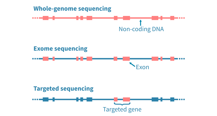 Whole-genome whole-exome and targeted panel sequencing options for tumor evolution analysis.