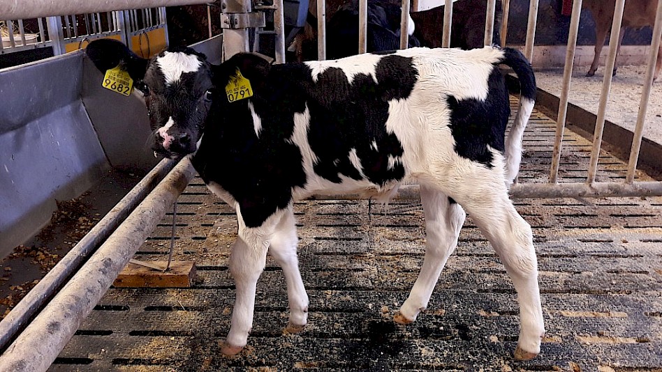 Veterinary data analysis of DNA methylation to investigate effects of assisted reproductive technologies in cattle.