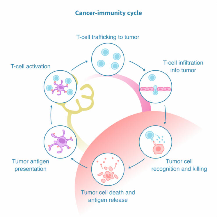 The cancer immunity cycle – Genevia Technologies