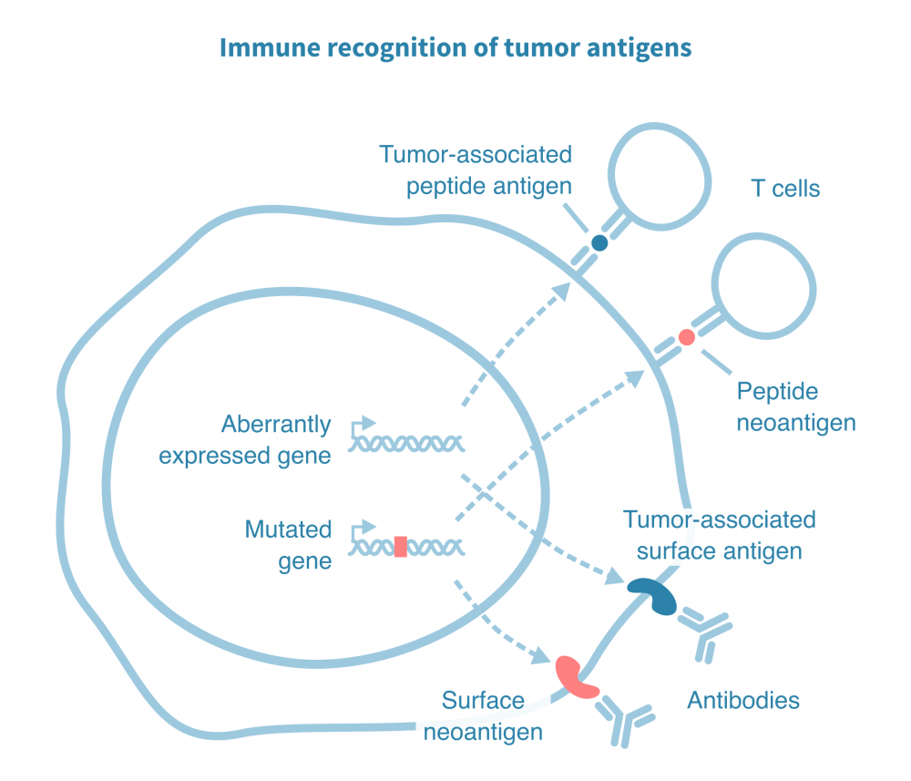 Immune recognition of tumor antigens – Genevia Technologies