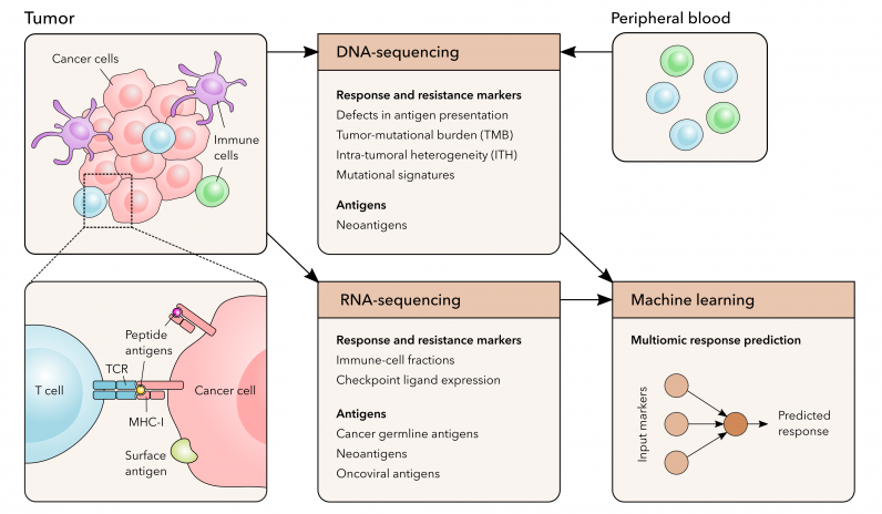 NGS analyses for biomarker discovery and target identification in immunotherapy research.