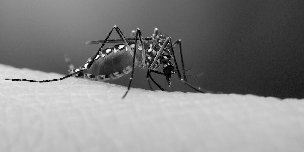 Aedes mosquito feeding on a researcher during pathogen genomics and vector-borne disease research on pathogen transmission biology.