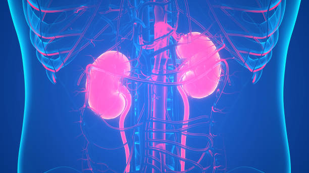Chronic kidney disease snRNA-Seq and spatial transcriptomics research investigating cellular mechanisms of disease progression.