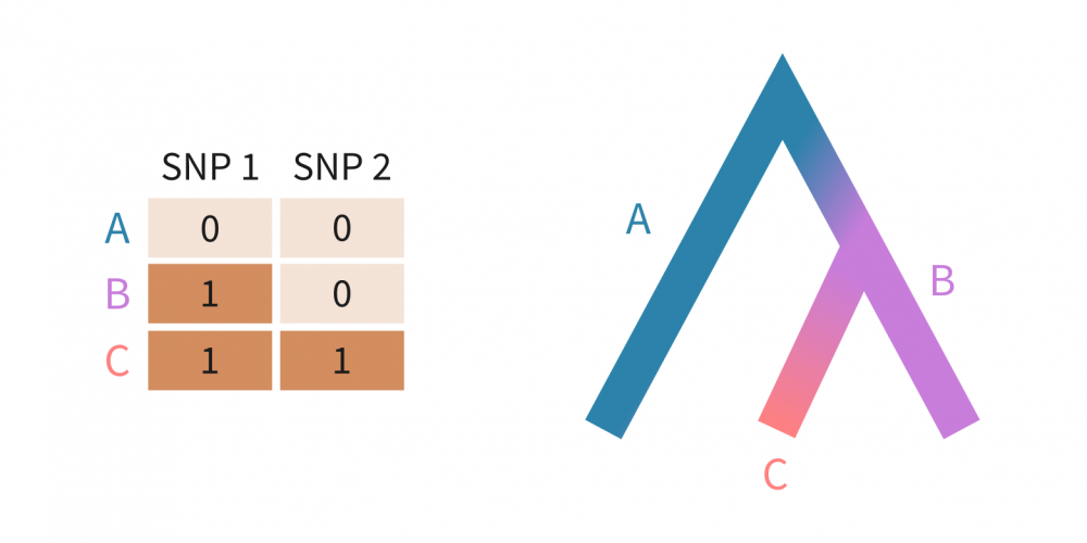 Population tree and allele-frequency structure used to explain line patterns in a PCA plot.