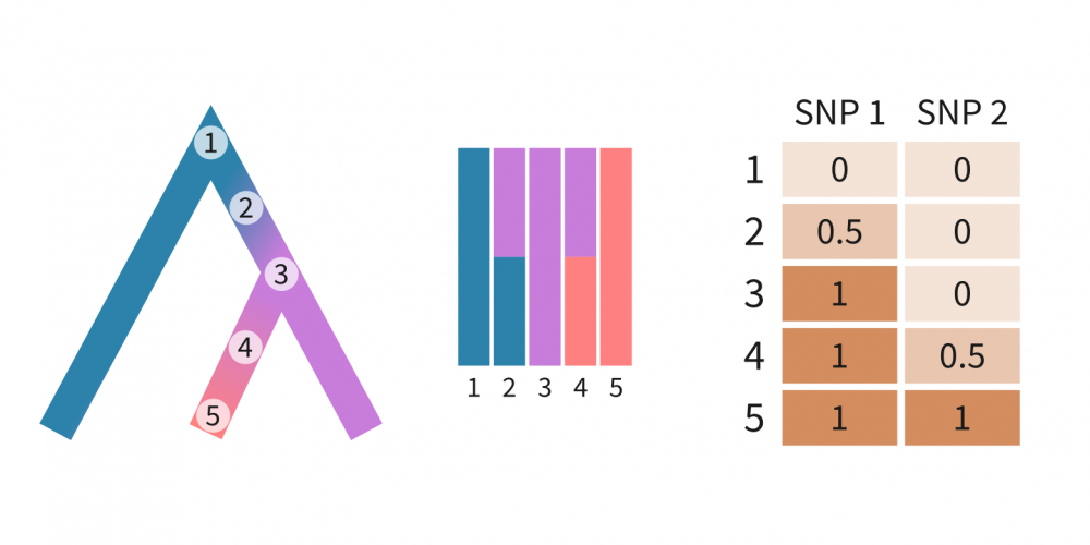 Admixture plot used to interpret population structure behind PCA line patterns.