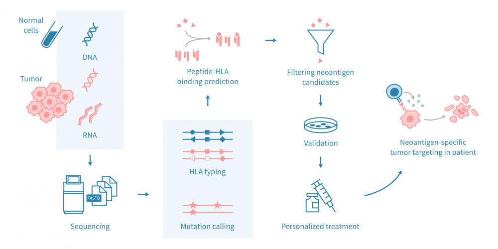 Computational neoantigen prediction workflow from tumor sequencing to candidate neoantigens.
