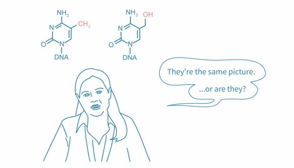 DNA methylation analysis comparing 5-methylcytosine (5mC) and 5-hydroxymethylcytosine (5hmC).