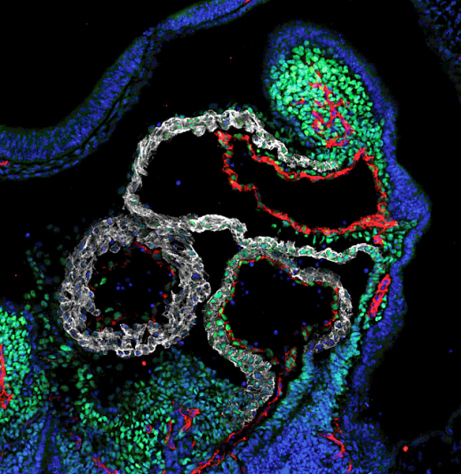 Cardiac scRNA-Seq analysis using single-cell technologies to map cell populations and developmental processes in the heart.