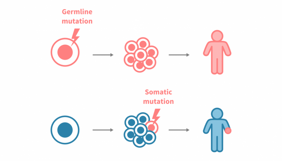 Comparison of germline and somatic mutations in precision oncology.