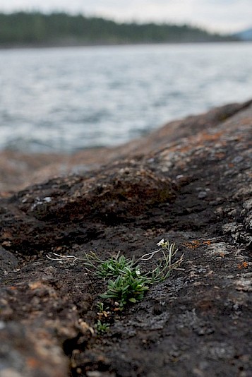 Plant genomics bioinformatics supporting research into local adaptation in Arabidopsis lyrata.
